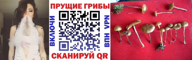 Галлюциногенные грибы мицелий  Новотитаровская 